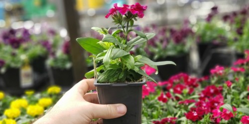 Home Depot Memorial Day Sale | $1 Annuals, $2 Mulch Bags, & More