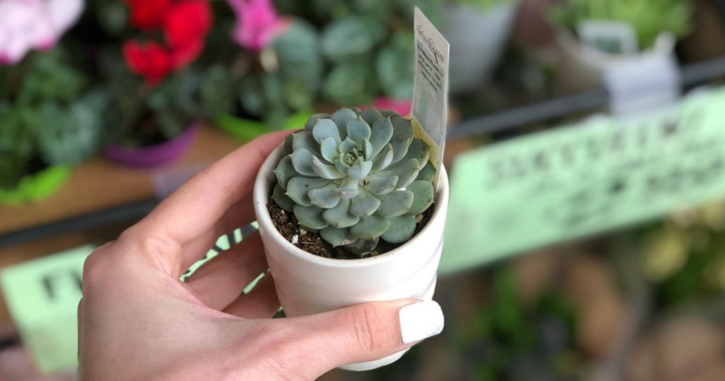 Trader Joe's Mini Succulents in Pots 