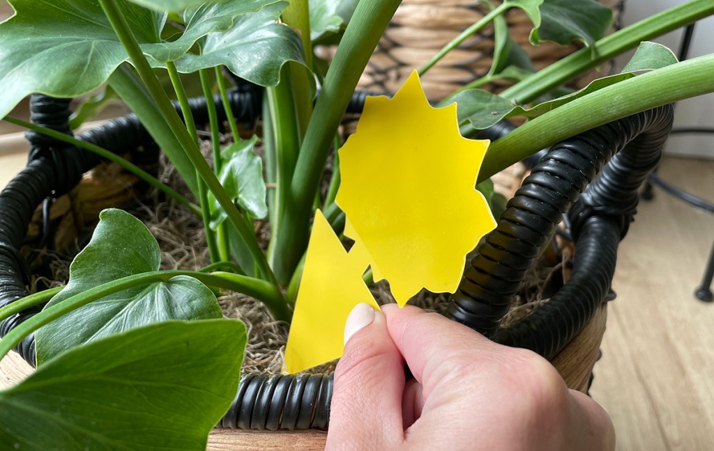 fruit fly trap in plant