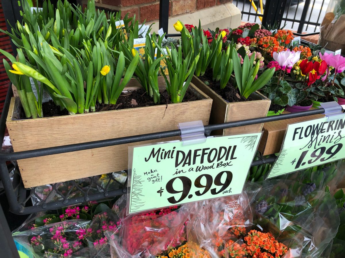 Trader Joe's mini daffodil in a wood box