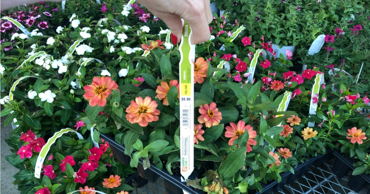 containers of colorful flowers for planting