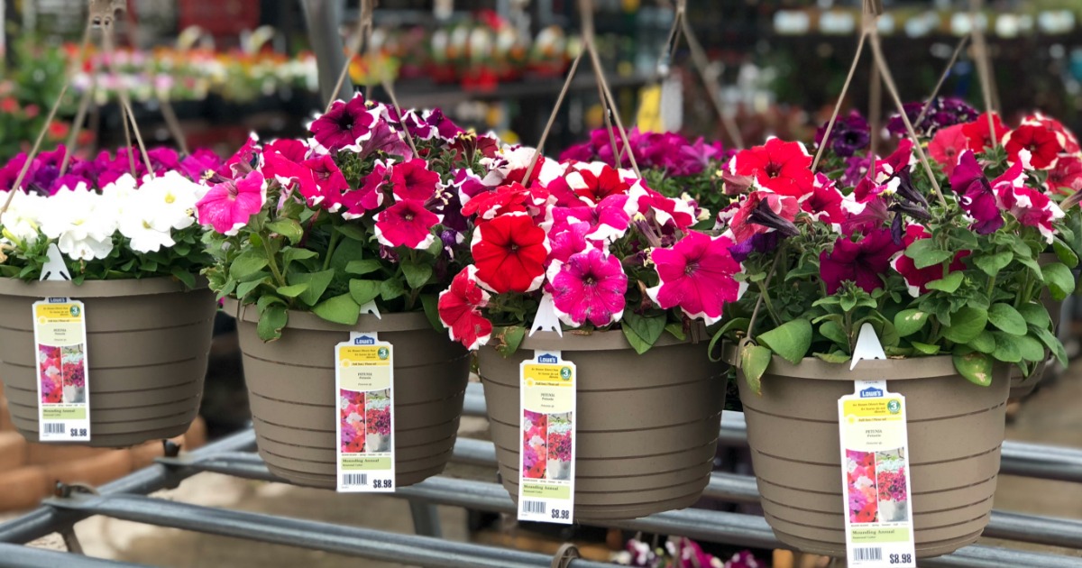 Hanging Flower Baskets of pink, white, red and purple flowers at Lowe's