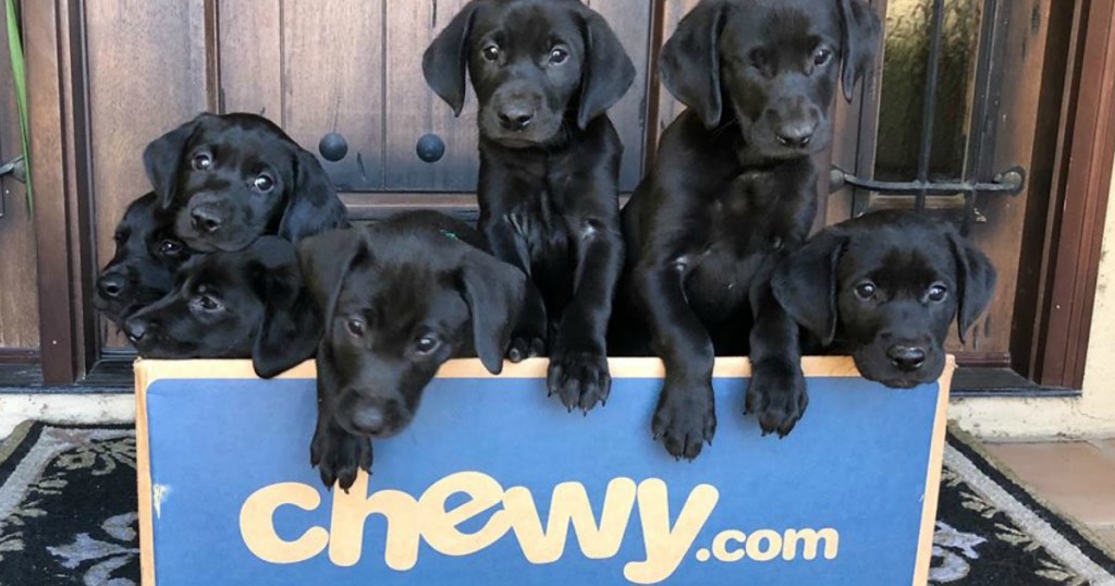 black lab puppies inside a blue chewy shipping box