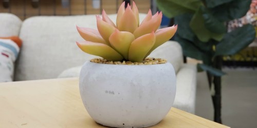 FREE Mini Faux Succulent for Select World Market Rewards Members