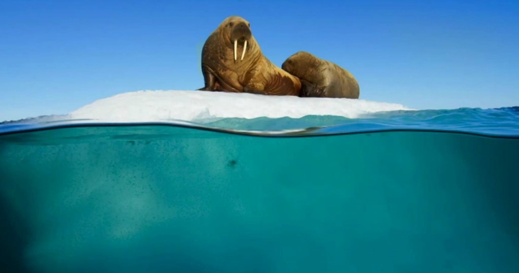 two walruses sitting on a chunk of ice over very blue water