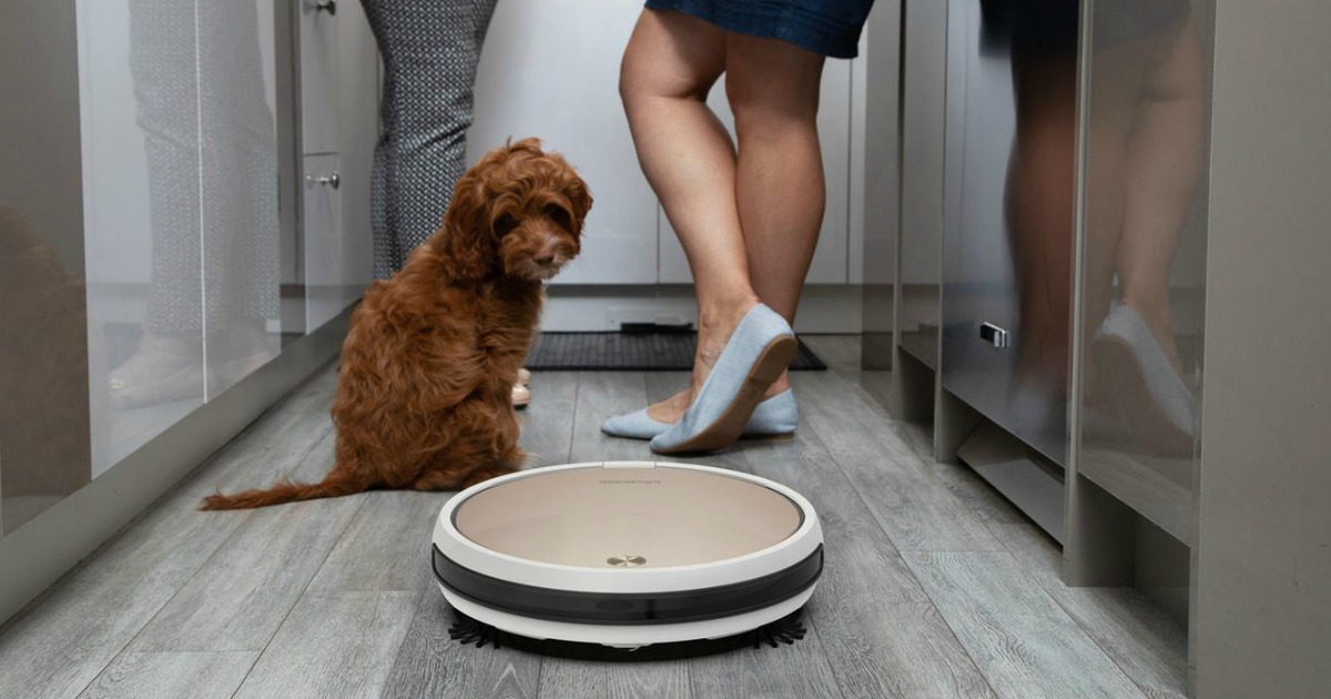 dog looking at robotic vacuum