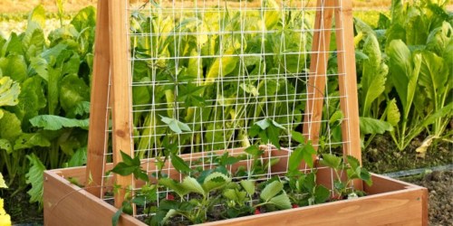 Wood Garden Planter Trellis Only $46 (Regularly $85)