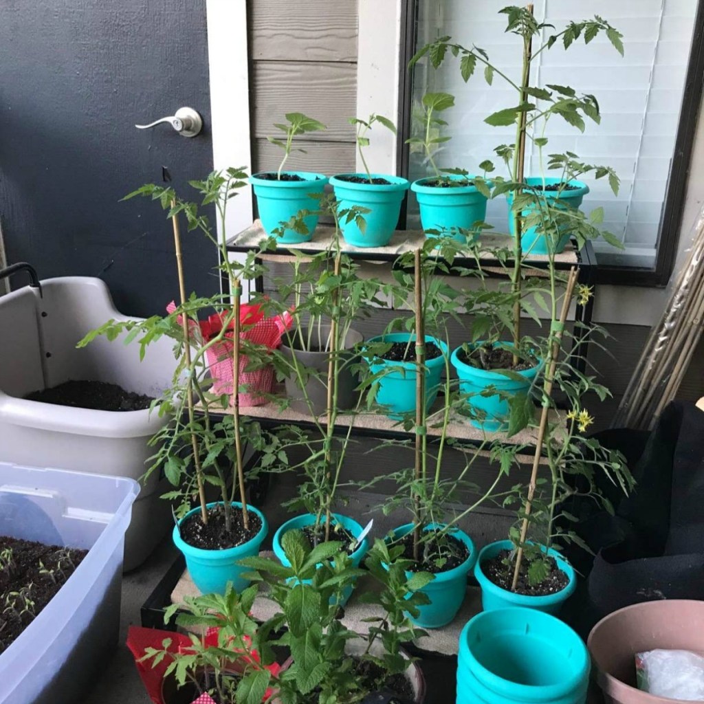 collection of teal colored planters with tomato plants