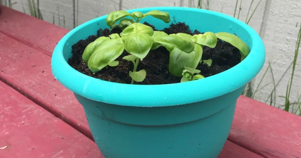 teal colored planter with small plants