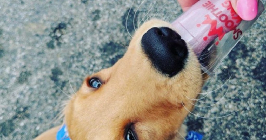 dogs eating Smoothie King frozen yogurt