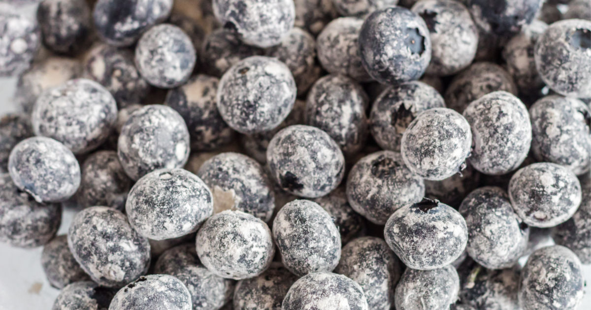 blueberries after tossing lightly with flour