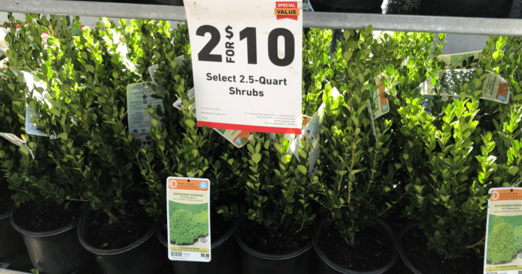 2-quart and 2.5-quart Shrubs