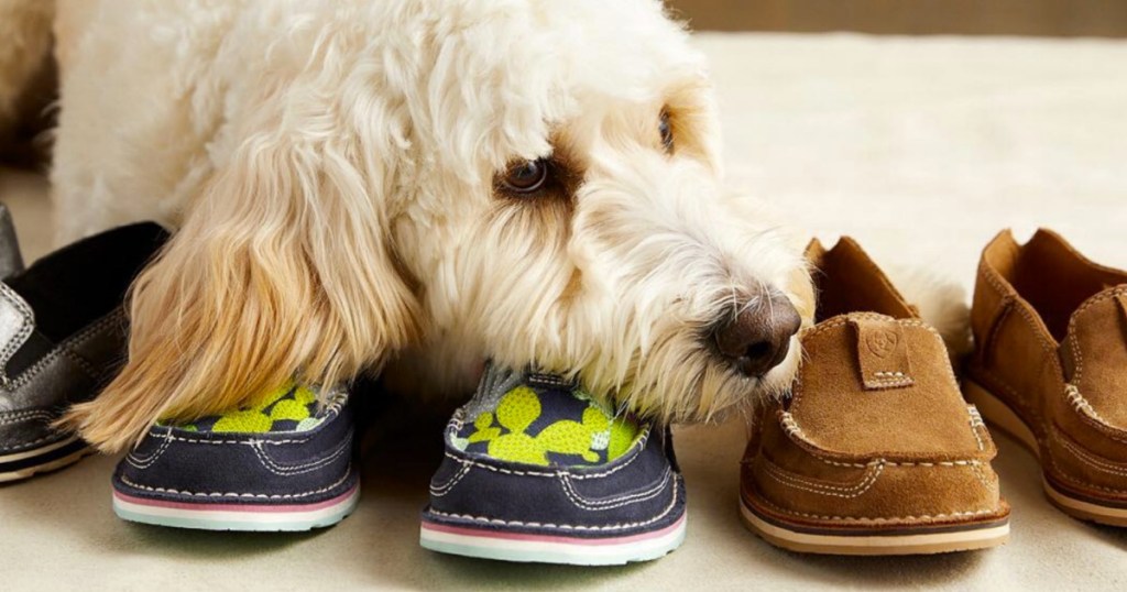 Dog resting head on a cactus print pair of Ariat Women's shoes