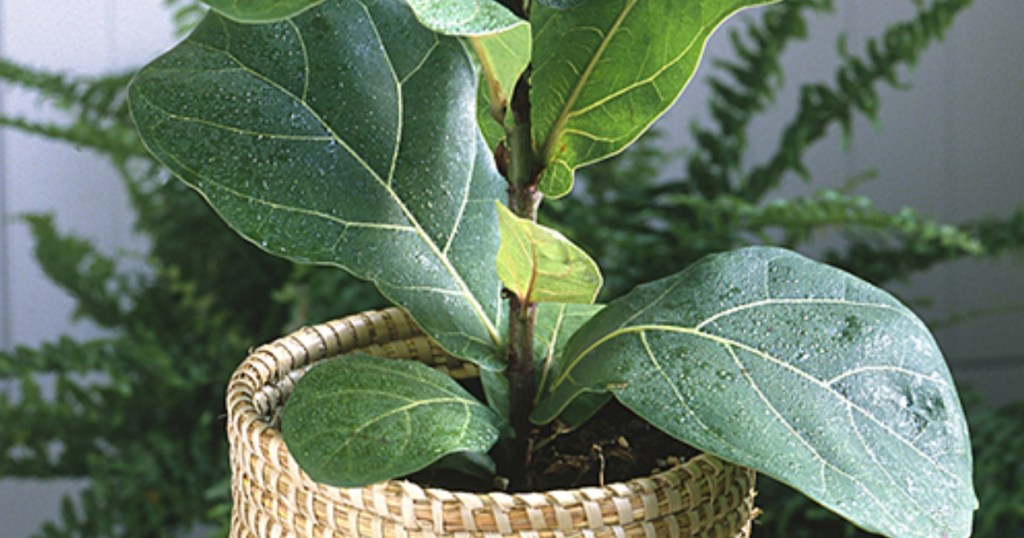 Live 'Fiddle Leaf Fig' Ficus 