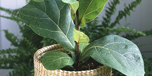 Live ‘Fiddle Leaf Fig’ Ficus House Plant Only $14.99 at Zulily