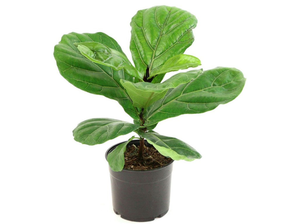 Live 'Fiddle Leaf Fig' Ficus 