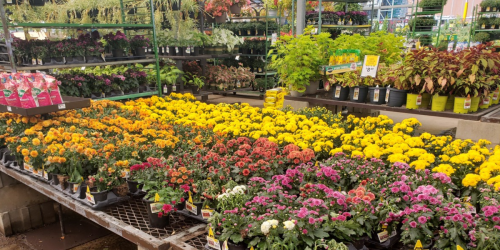 Lowe’s Labor Day Sale LIVE NOW | 88¢ Mums, BOGO Rose Bushes & More