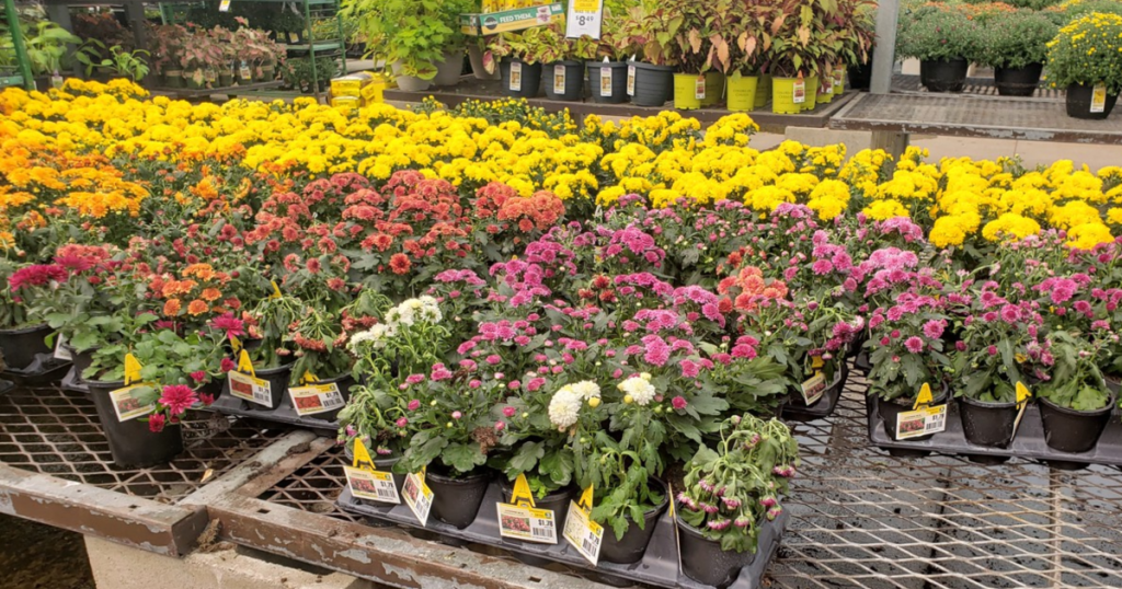 Lowes mums