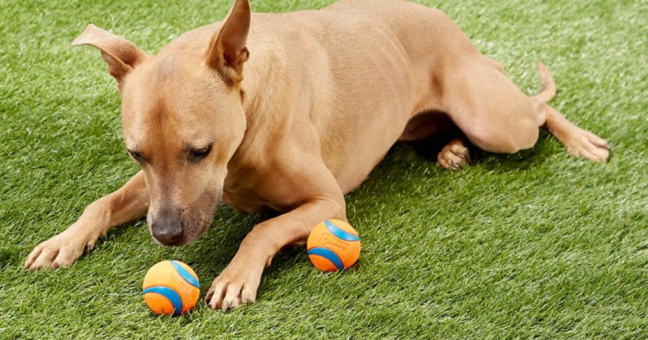 Amazon Pet Day is Tomorrow — But Some Deals Are Live NOW