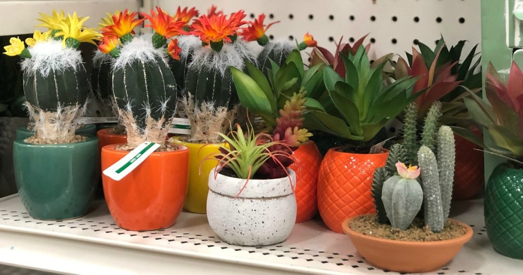 assorted faux succulents