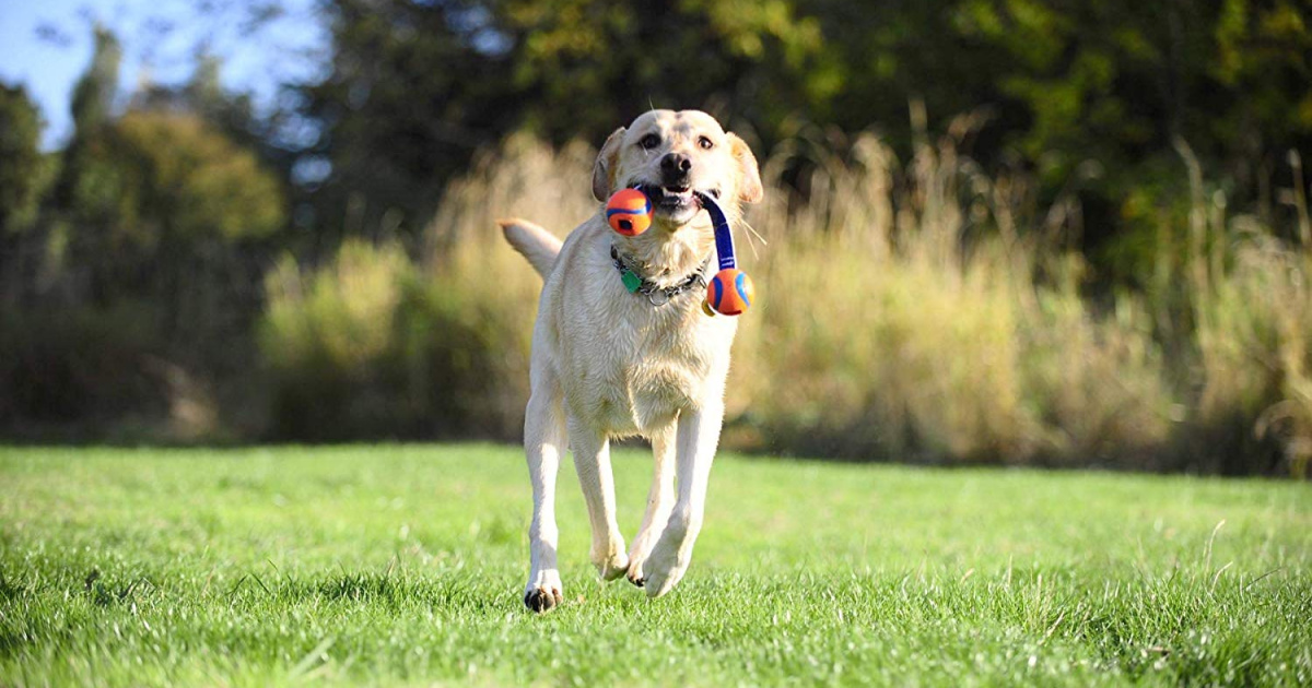 dog playing with chickit dog toy