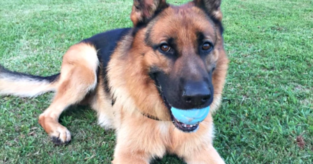 dog with whistler ball in mouth