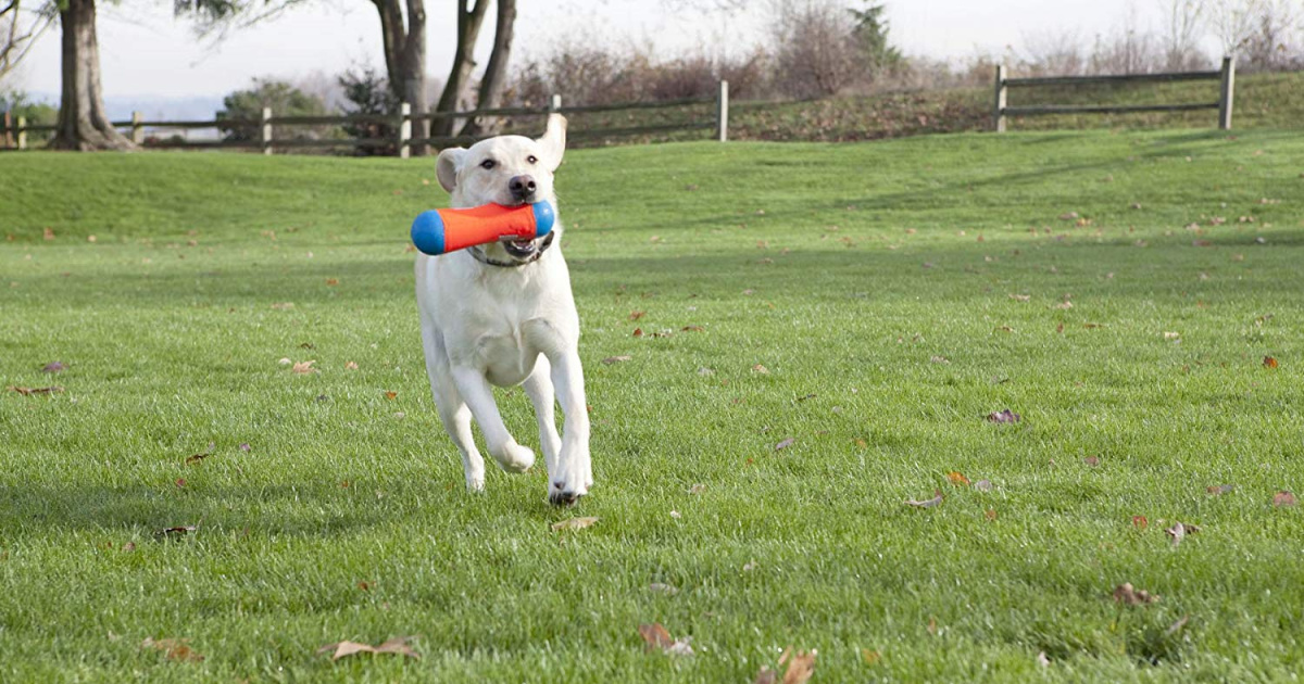 dog playing with tumble bumper toy