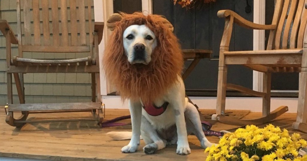 Dog wearing Lion Mane costume on front porch