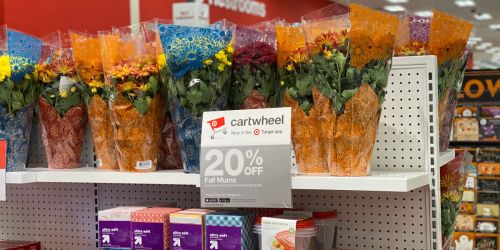 20% Off Fall Pelee Mums at Target (Just Use Your Phone)