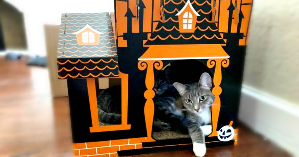 cat sitting in Hyde & EEK! Boutique Halloween Cat Scratcher house