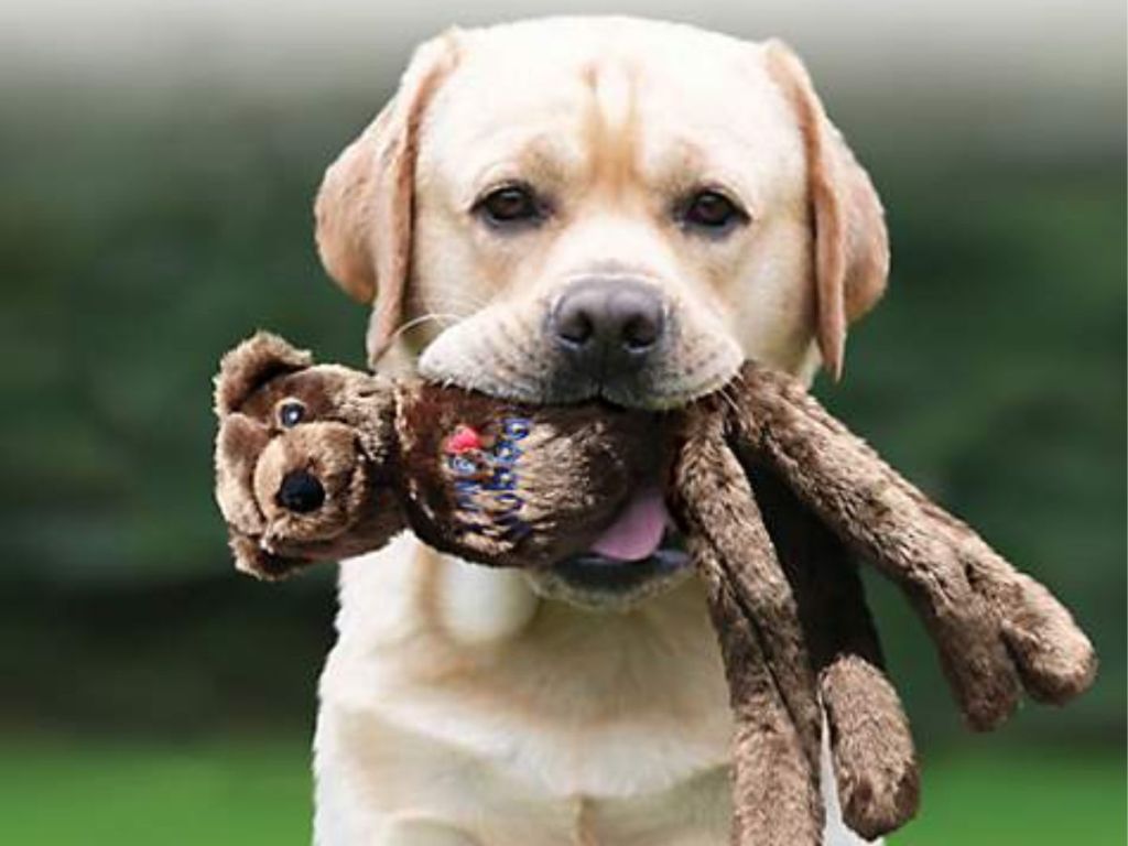 KONG Wubba Friend Dog Toy with yellow lab