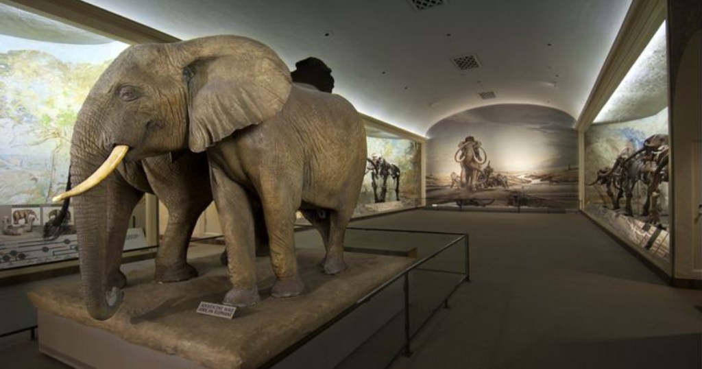 elephant at morrill hall museum