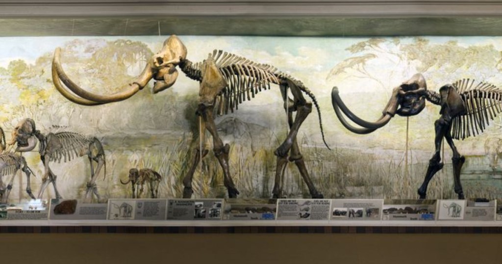 elephant bones at morrill hall