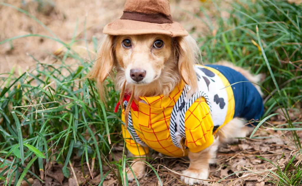 Dog wearing toy story woody costume