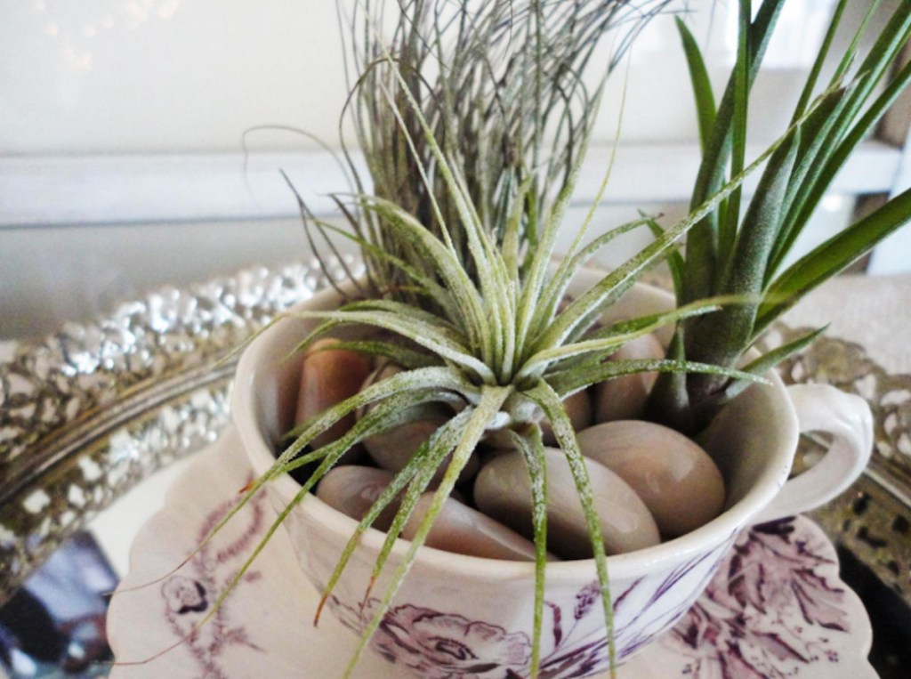 green air plants in tea cup