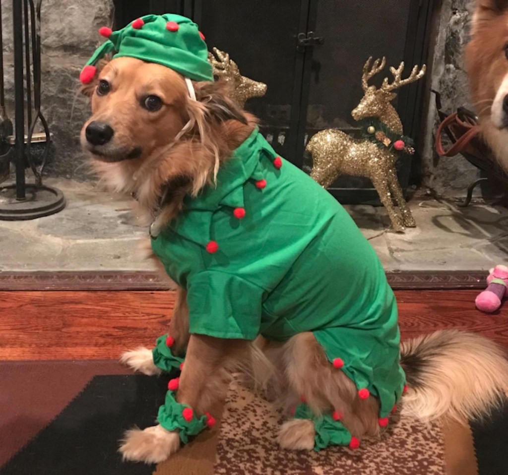 dog wearing green and red elf costume