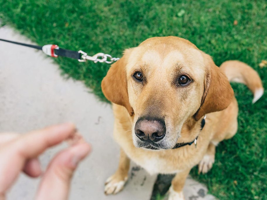 hand holding dog treat with golden lab dog ways to make extra money