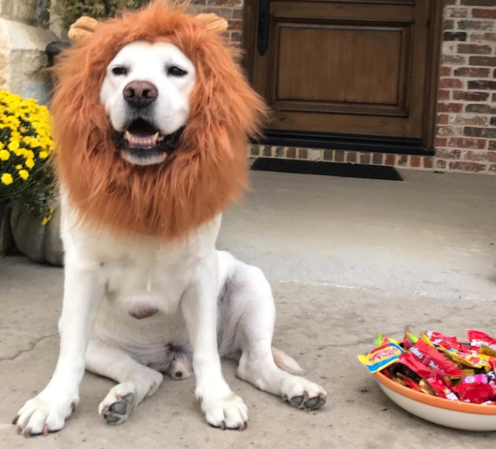 dog costume with lion mane and bowl of candy