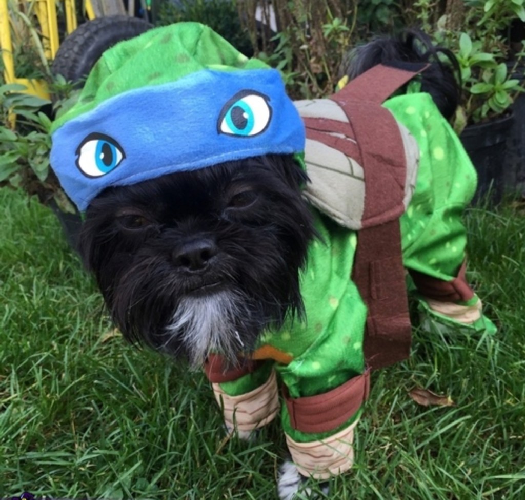 small black dog wearing green ninja turtle costume