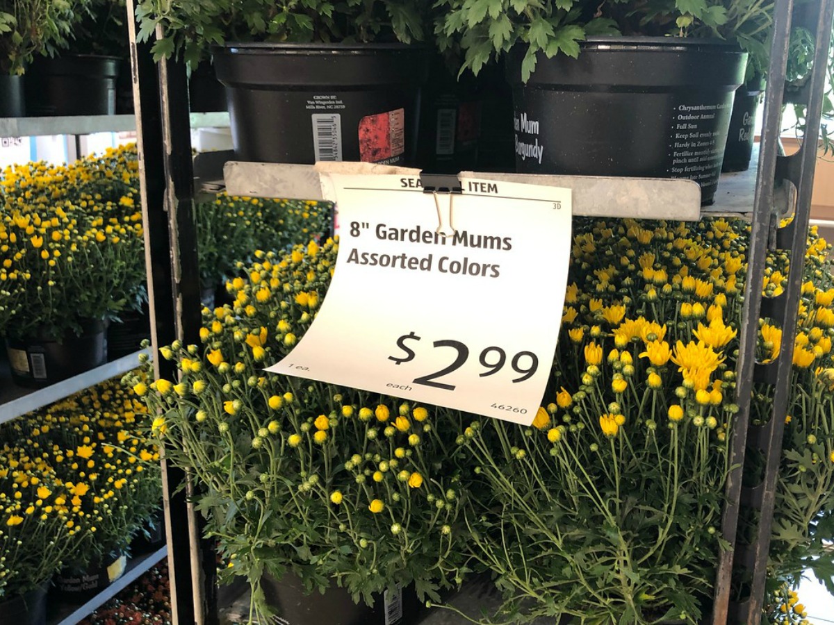 price tag on flowers in a store