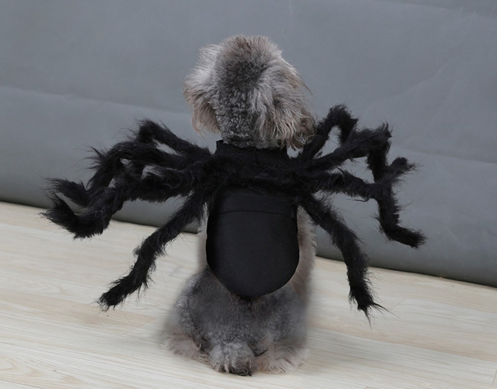 gray cat dog wearing black spider costume