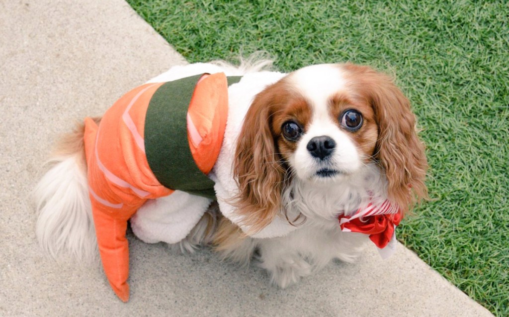 dog wearing a sushi costume 