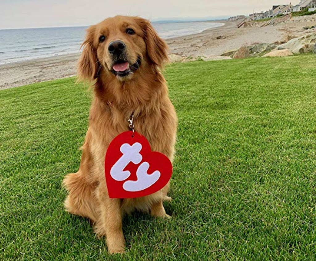 ty beanie baby red tag on dog at beach