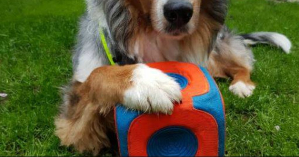 Australian Sheppard playing with a Chuckit! Kick Cube Dog Toy