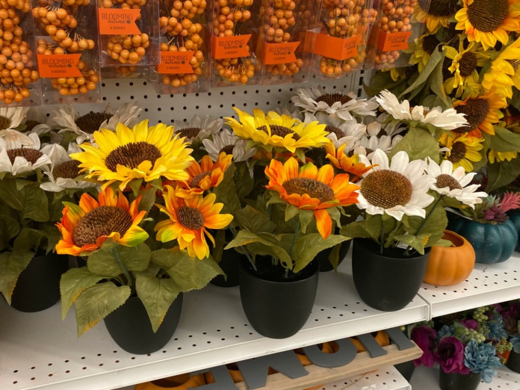 Joann's Sunflower Plants