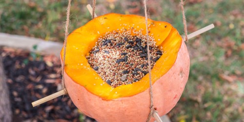 How to Make a DIY Pumpkin Bird Feeder