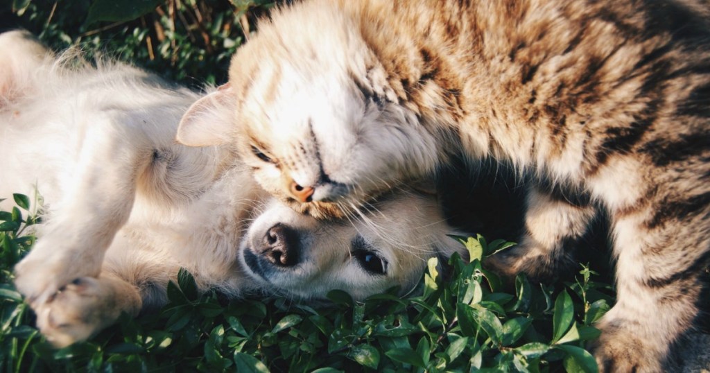 cat and dog playing