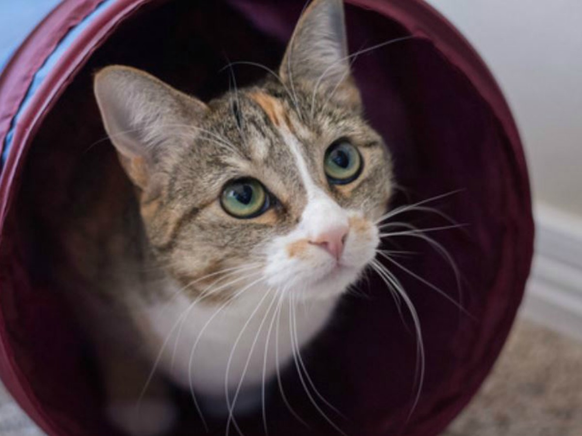 cat peering out the end of a tunnel