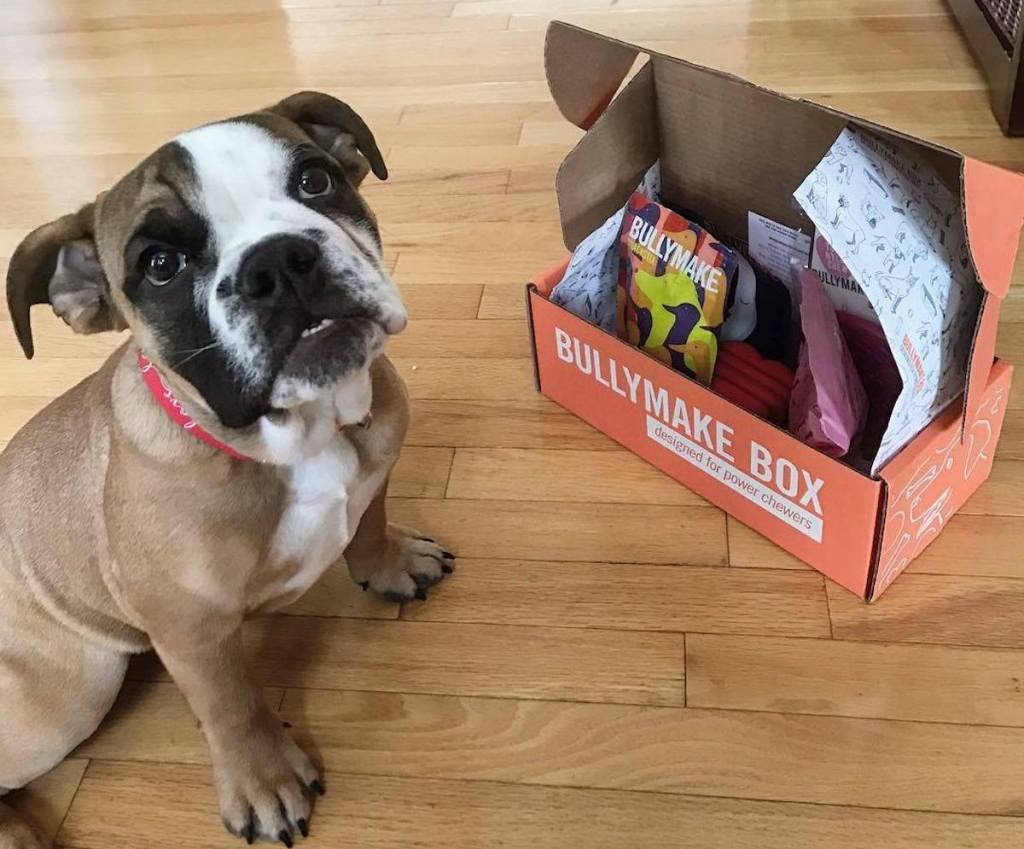 brown and white dog sitting next to bullymake box