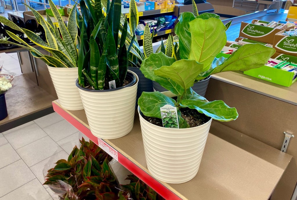 fiddle leaf fig potted tree at ALDI